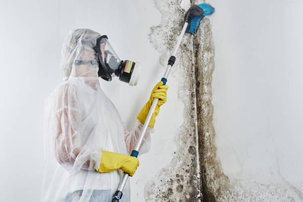 Best Mold Remediation Services  in Keyser, WV