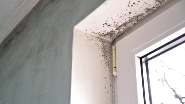 Best Local Mold Removal Service  in Keyser, WV