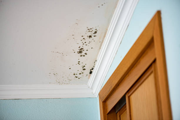 Best Local Mold Removal Service  in Keyser, WV