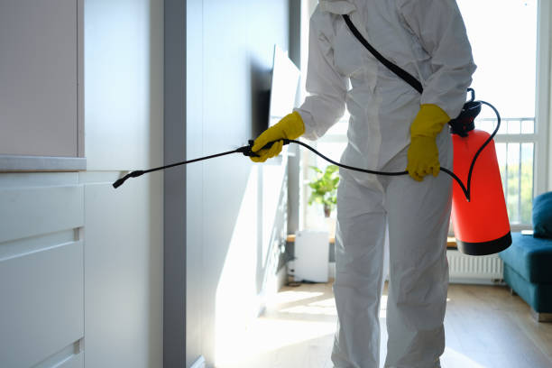 Attic Mold Removal in Keyser, WV