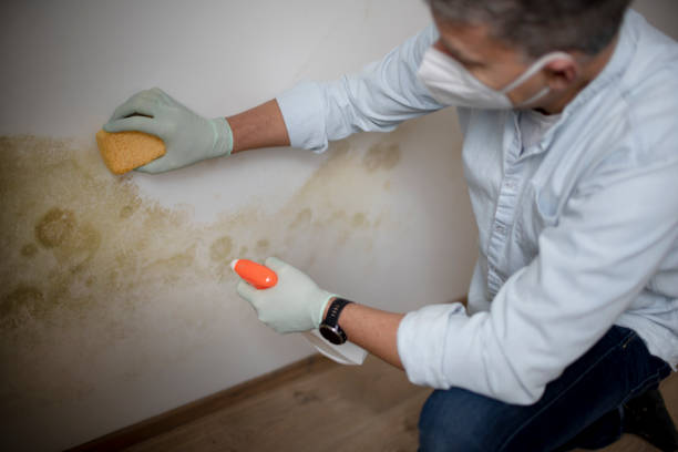 Mold Testing and Removal in Keyser, WV