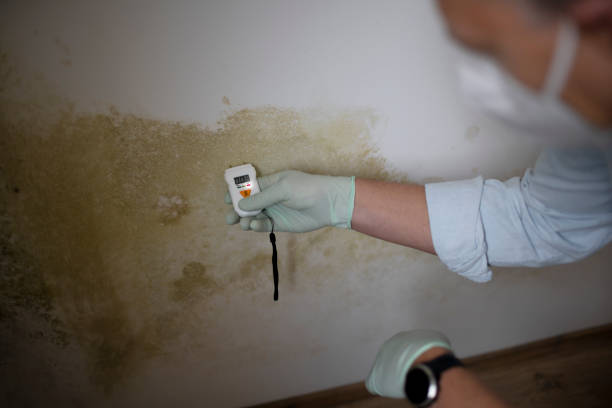 Best Mold Damage Repair  in Keyser, WV