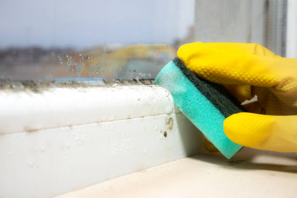 Best Fast Mold Removal  in Keyser, WV