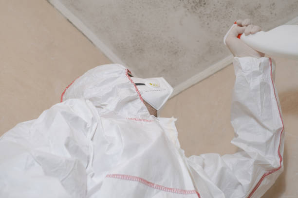 Best Certified Mold Removal  in Keyser, WV