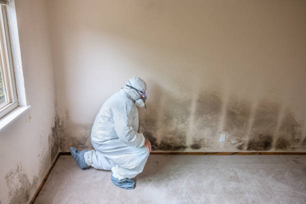 Best Toxic Mold Removal  in Keyser, WV