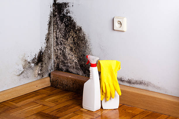 Best Water Damage Restoration  in Keyser, WV