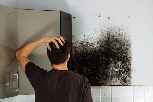 Mold Removal Process in Keyser, WV