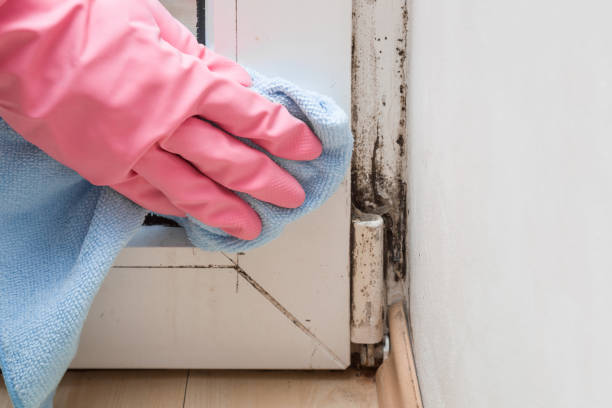 Best Mold Remediation  in Keyser, WV